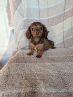 Teacup lily , a female Miniature Dachshund for sale in Rogers, OH – 7 of 8