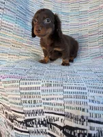 Sugar, a female Miniature Dachshund for sale in Rogers, OH – 6 of 10