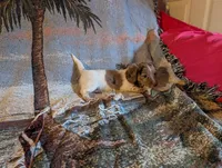 Piebald dapple 1, a female Miniature Dachshund for sale in Rogers, OH – Photo 3 of 4