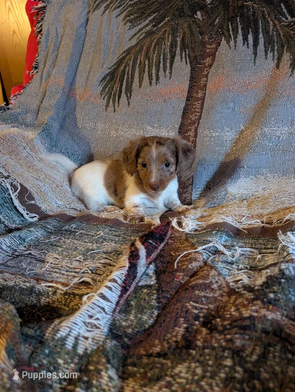 Piebald dapple 1, a female Miniature Dachshund for sale in Rogers, OH – Photo 1 of 4
