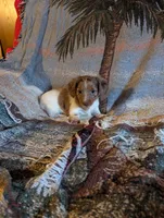 Piebald dapple 1, a female Miniature Dachshund for sale in Rogers, OH – Photo 1 of 4
