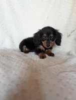 Daphne, a female Miniature Dachshund for sale in Rogers, OH – 2 of 9