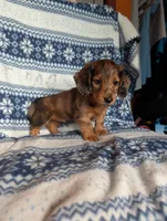 Flint, a female Miniature Dachshund for sale in Rogers, OH – 6 of 6