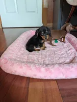 Daphne, a female Miniature Dachshund for sale in Rogers, OH – 7 of 9
