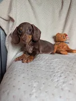 Duke, a male Miniature Dachshund for sale in Rogers, OH – 5 of 10