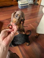 Duke, a male Miniature Dachshund for sale in Rogers, OH – 7 of 10