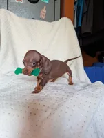 Dede, a female Miniature Dachshund for sale in Rogers, OH – 3 of 10