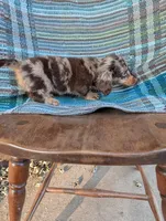 Chunky monkey, a male Miniature Dachshund for sale in Rogers, OH – 2 of 10