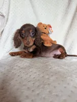 Dude, a male Miniature Dachshund for sale in Rogers, OH – 3 of 9