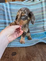Chunky monkey, a male Miniature Dachshund for sale in Rogers, OH – 6 of 10
