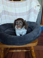 Logan, a male Miniature Dachshund for sale in Rogers, OH – 8 of 9