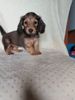 Fifi, a female Miniature Dachshund for sale in Rogers, OH – 8 of 10