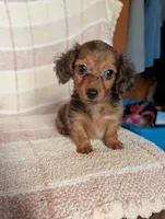 Teacup'red/black dapple, a male Miniature Dachshund for sale in Rogers, OH – 4 of 9