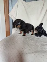 Dot, a male Miniature Dachshund for sale in Rogers, OH – 6 of 9