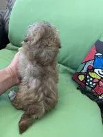 Sasha, a female Shih Tzu for sale in Troy, MI – 8 of 8