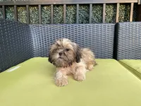 Little Lucky, a male Shih Tzu for sale in Troy, MI – 4 of 10
