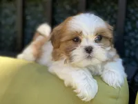 Sasha, a female Shih Tzu for sale in Troy, MI – 1 of 9