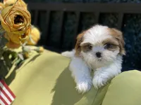 Astro, a male Shih Tzu for sale in Troy, MI – 2 of 9