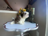 Little Vinny, a male Shih Tzu for sale in Troy, MI – 8 of 9