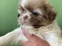 Milo, a male Shih Tzu for sale in Troy, MI – 4 of 7