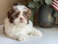 Gucci, a male Shih Tzu for sale in Troy, MI – 8 of 9