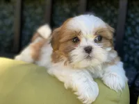 Sasha, a female Shih Tzu for sale in Troy, MI – 2 of 9