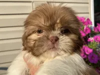 Sweet Bella , a female Shih Tzu for sale in Troy, MI – 6 of 8