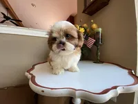 Penny, a female Shih Tzu for sale in Troy, MI – Photo 6 of 10