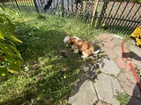 Penny, a female Shih Tzu for sale in Troy, MI – Photo 8 of 10