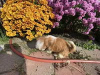 Penny, a female Shih Tzu for sale in Troy, MI – Photo 10 of 10