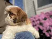 Penny, a female Shih Tzu for sale in Troy, MI – Photo 2 of 10