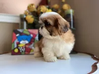 Penny, a female Shih Tzu for sale in Troy, MI – Photo 4 of 10