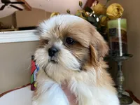 Penny, a female Shih Tzu for sale in Troy, MI – Photo 5 of 10