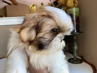 Penny, a female Shih Tzu for sale in Troy, MI – Photo 3 of 10
