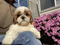 Penny, a female Shih Tzu for sale in Troy, MI – Photo 7 of 10