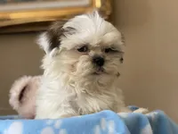 Little Romeo, a male Shih Tzu for sale in Troy, MI – 4 of 10
