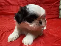 Ralp, a male Shih Tzu for sale in Troy, MI – Photo 3 of 9
