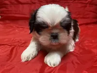 Ralp, a male Shih Tzu for sale in Troy, MI – Photo 5 of 9