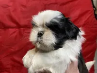 Ralp, a male Shih Tzu for sale in Troy, MI – Photo 9 of 9