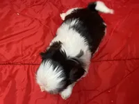 Ralp, a male Shih Tzu for sale in Troy, MI – Photo 8 of 9