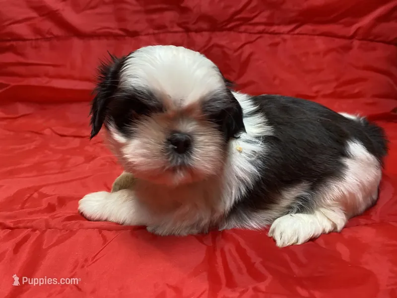 Ralp, a male Shih Tzu for sale in Troy, MI – Photo 1 of 9