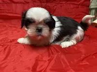 Ralp, a male Shih Tzu for sale in Troy, MI – Photo 2 of 9
