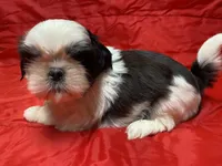 Ralp, a male Shih Tzu for sale in Troy, MI – Photo 6 of 9