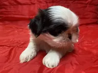 Ralp, a male Shih Tzu for sale in Troy, MI – Photo 7 of 9