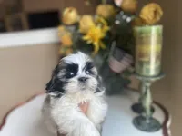 Little Teddy, a male Shih Tzu for sale in Troy, MI – 4 of 10