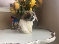 Girl 1 Cupcake, a female Shih Tzu for sale in Troy, MI – Photo 2 of 10