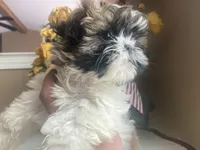 Girl 1 Cupcake, a female Shih Tzu for sale in Troy, MI – Photo 7 of 10