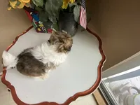 Girl 1 Cupcake, a female Shih Tzu for sale in Troy, MI – Photo 5 of 10