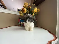 Girl 1 Cupcake, a female Shih Tzu for sale in Troy, MI – Photo 4 of 10