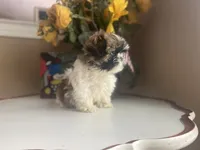 Girl 1 Cupcake, a female Shih Tzu for sale in Troy, MI – Photo 9 of 10